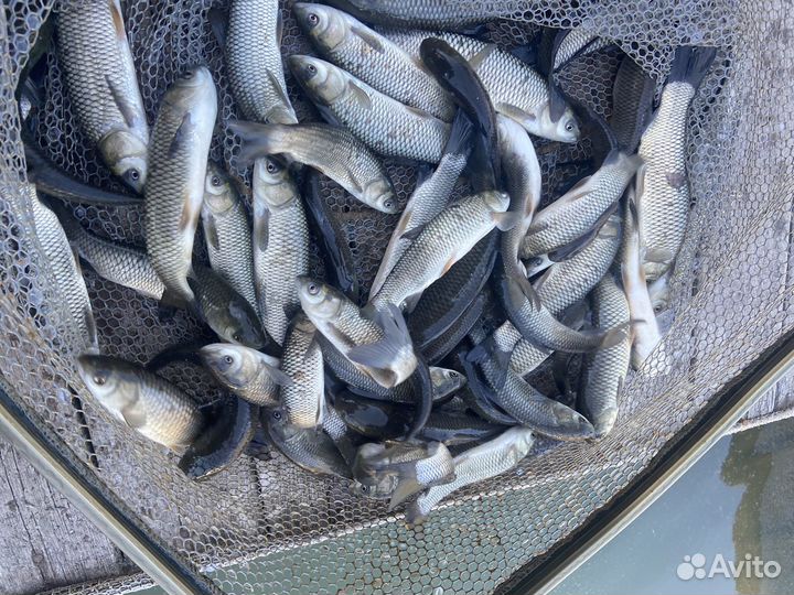 Белый амур малек, для пруда, рыба для водоема