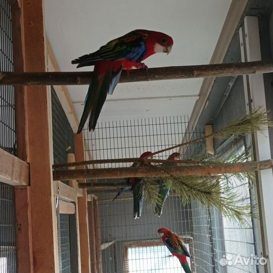 Попугай розелла