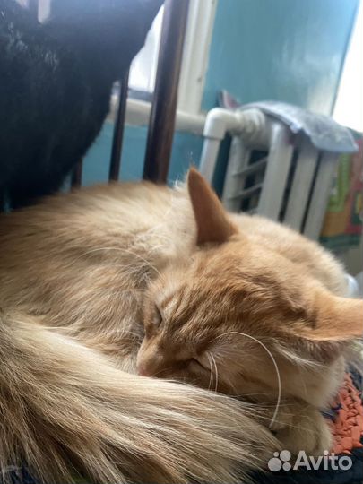 Котята в добрые руки даром. 2девочки,1 мальчик