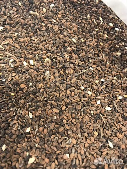 Семена фацелии