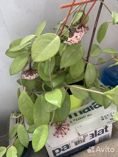 Хойя в цвету