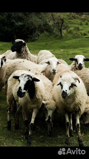 Продам баранину