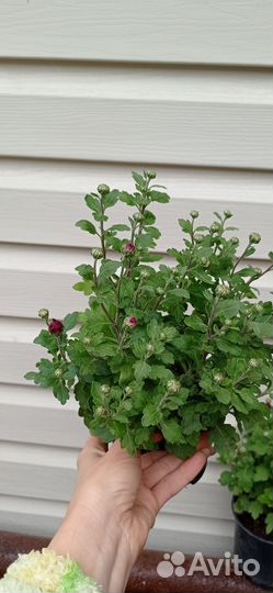 Хризантемы мультифлора