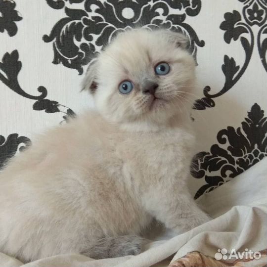 Шотландский котенок вислоухий