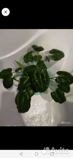 Сансевиерия Блэк Голд филодендрон бурле макс