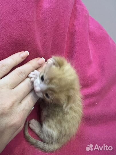 Котята в добрые руки даром