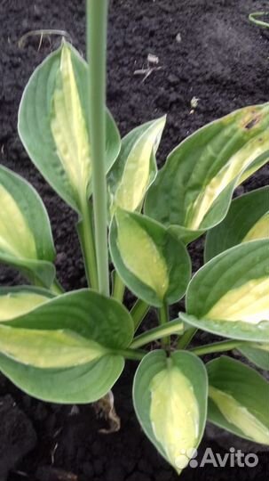 Хоста (рассада)