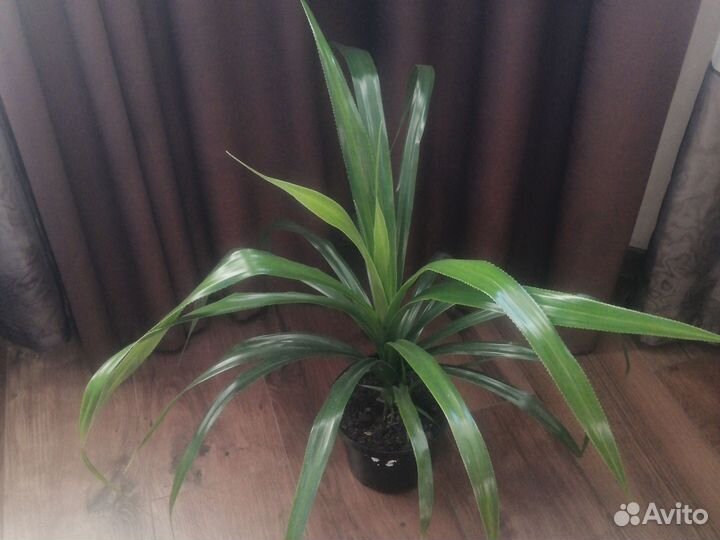 Панданус, фикус и др