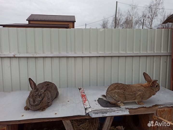 Кролики, клетки