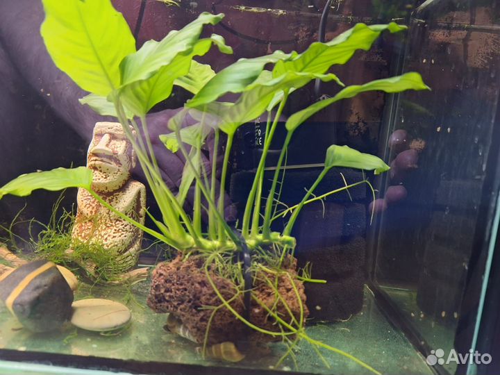 Анубиас на лаве,балбитис