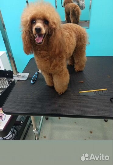 Груминг кошек и собак на дому