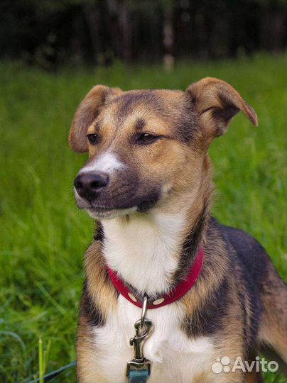 Щенок мальчик 7 месяцев