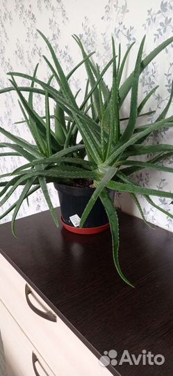 Алоэ, 3 года