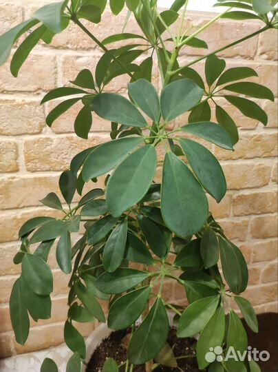 Цветок шефлера