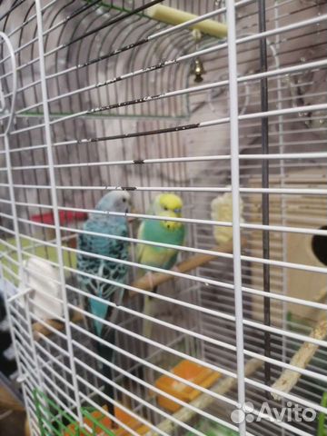 Ручные птенцы волнистого попугая