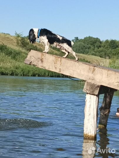 Русский охотничий спаниель