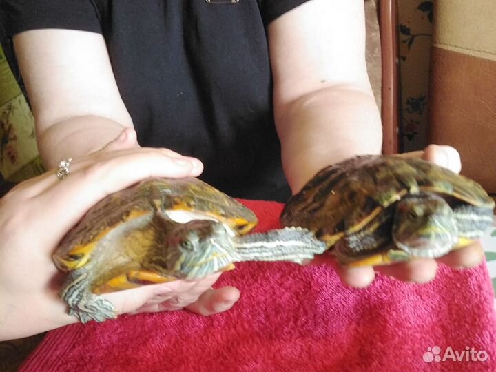 Красноухая черепаха