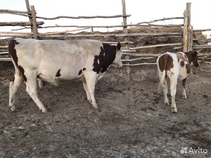 Быки и бычок