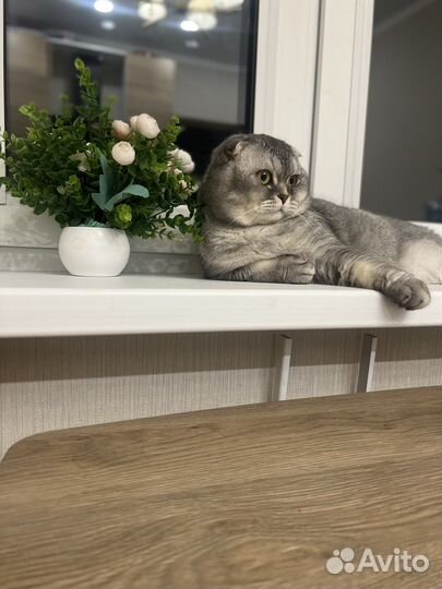 Шотландский кот вязка