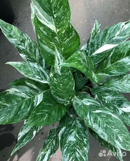 Спатифиллум gemini