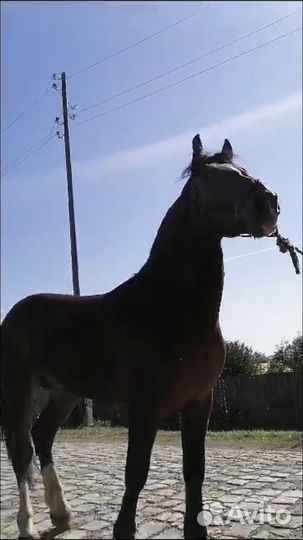 Продам жеребца