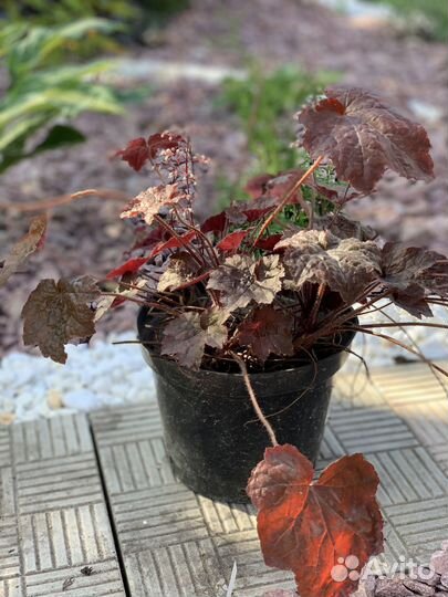 Продам Гейхеру