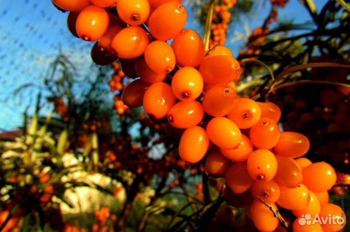 Плодово-ягодные кусты и деревья