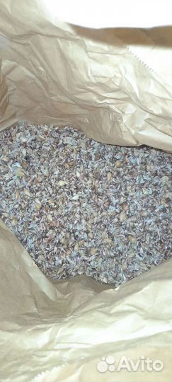 Чеснок на посадку