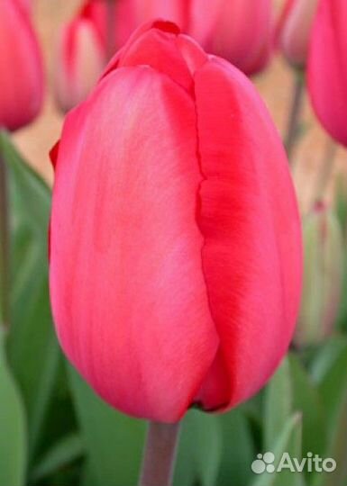 Тюльпаны сортовые