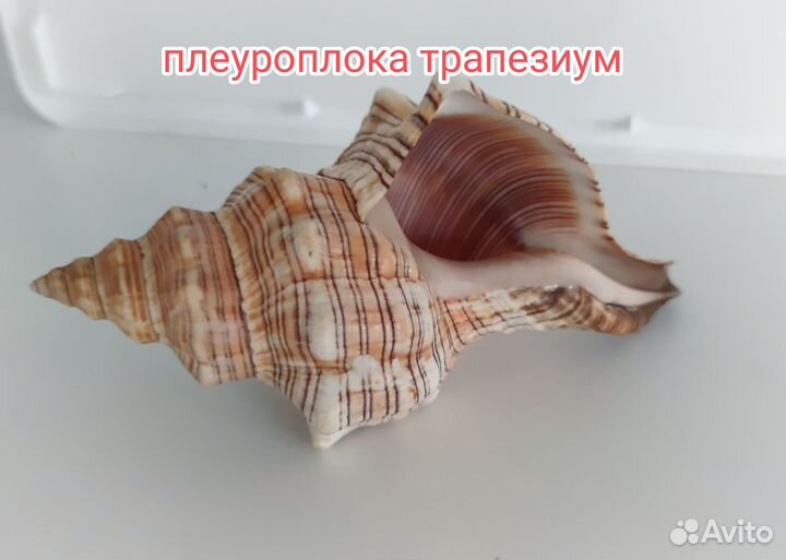 Большая морская раковина