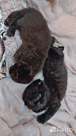 Шотландская вислоухая