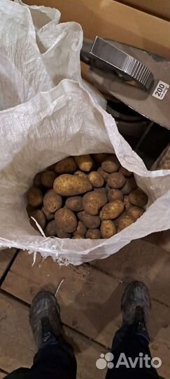Продам картофель