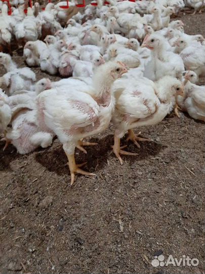 Цыплята Бройлеры Росс 308