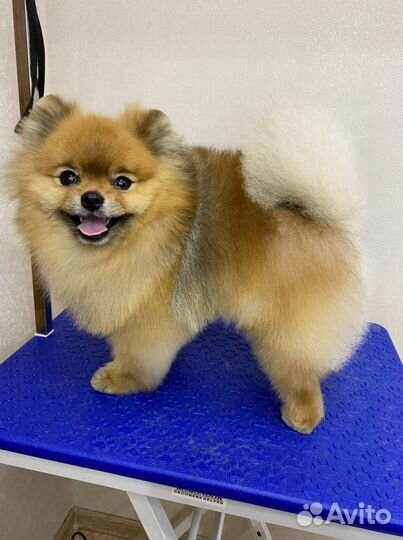 Стрижка собак и кошек