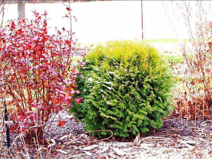 Саженец туи западной Вудварди морозоустойчивой