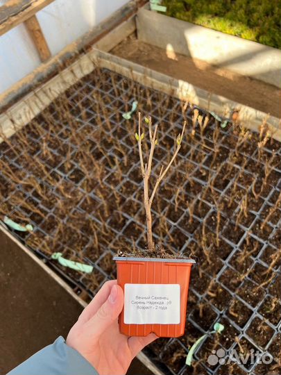 Сирень надежда