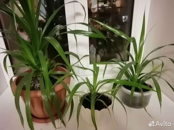 Комнатные цветы