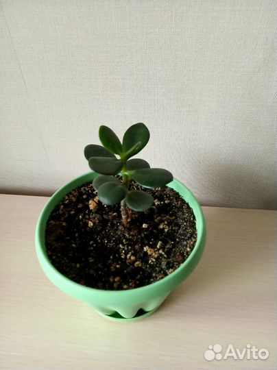 Кактусы и суккуленты и гранат