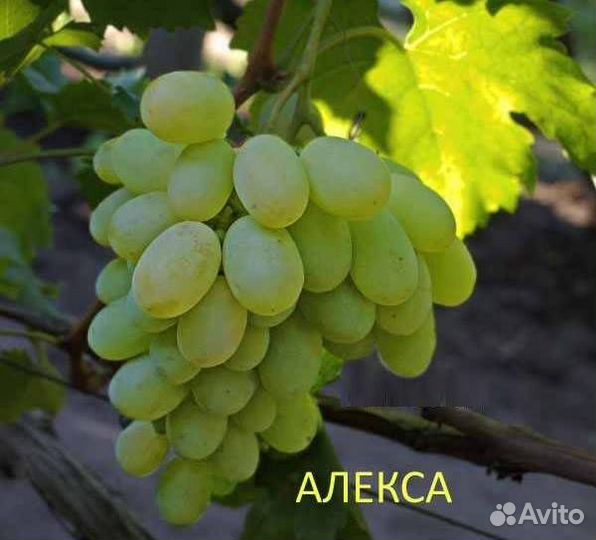 Саженцы и черенки винограда