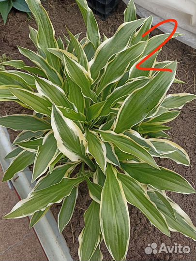 Хоста растение