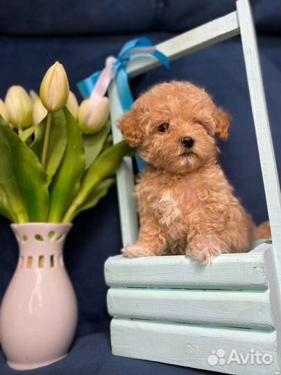 Мальтипу f1 mini