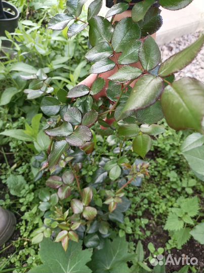 Роза Пампонелла