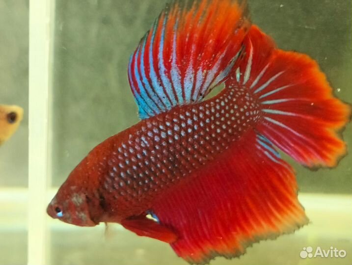 Петушки рыбки