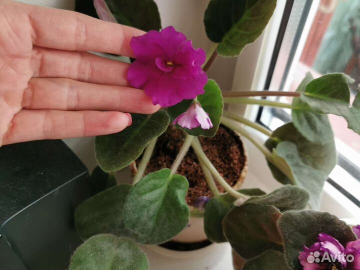 Фиалка в горшках, сенполия