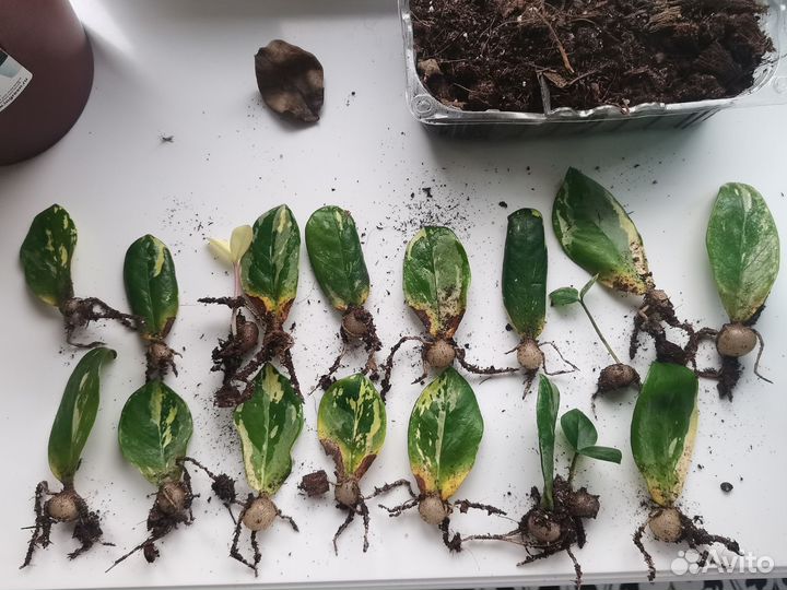 Замиокулькас вариегатный