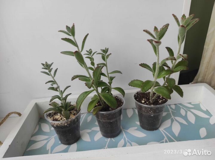 Детки суккулентов. Много сортов