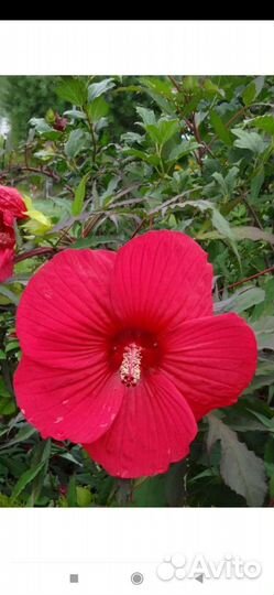 Кустарники