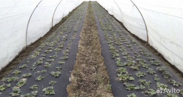 Укрывной материал / Агроспанбонд