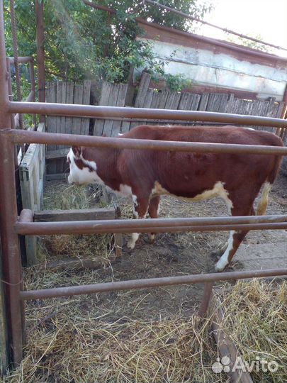 Корова тёлка