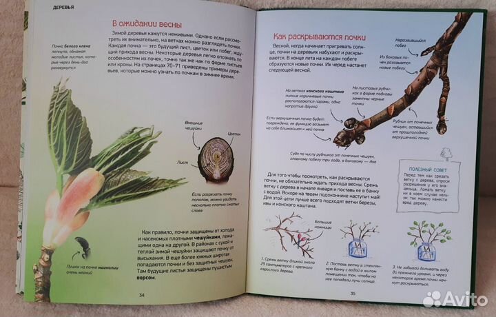 Новые энциклопедии для детей